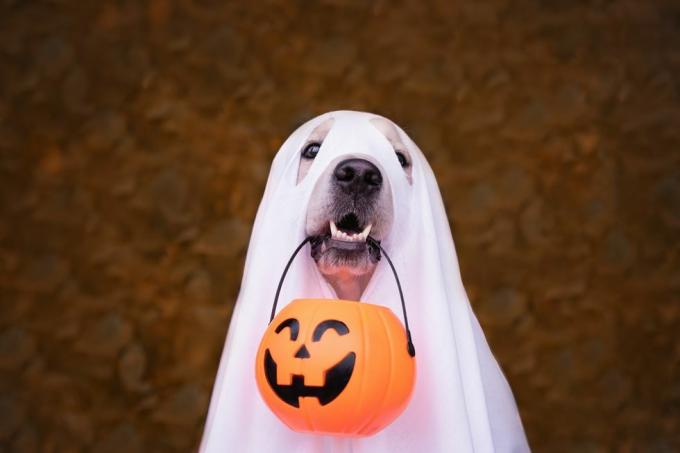 собака, одетая как призрак хэллоуина, золотистый ретривер сидит в осеннем парке с оранжевыми тыквами и ведром конфет