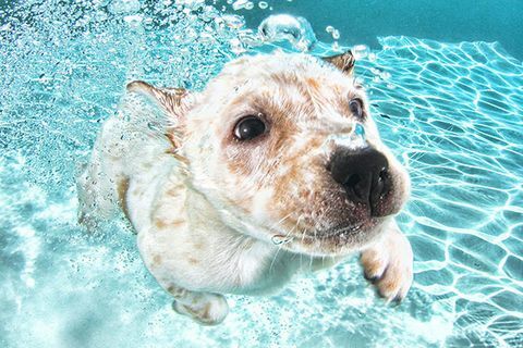 Cuccioli subacquei atleta desideroso