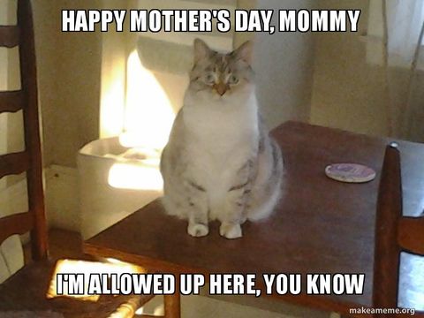 meme do dia das mães do animal de estimação do gato