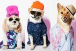 Amerikan Kartalı Köpek Giysileri
