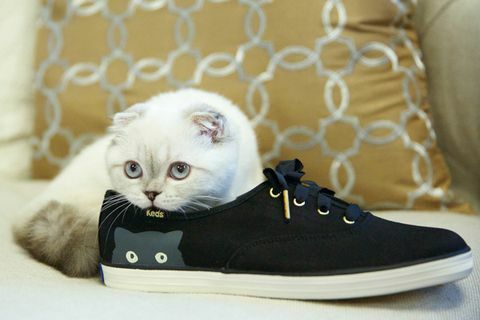 Кошка Тейлор Свифт Оливия Бенсон моделирует хитрую кошку