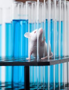 laboratorijski štakor