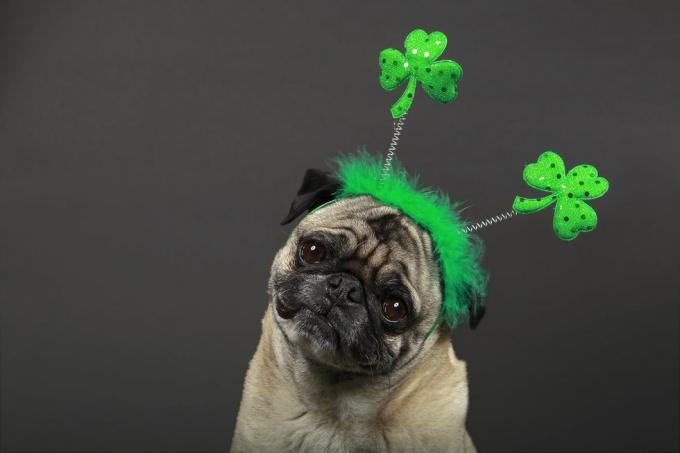 fijne St Patrick's Day