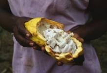 النقص الهائل في الكاكاو يمكن أن يحد من إمدادات الشوكولاتة في العالم