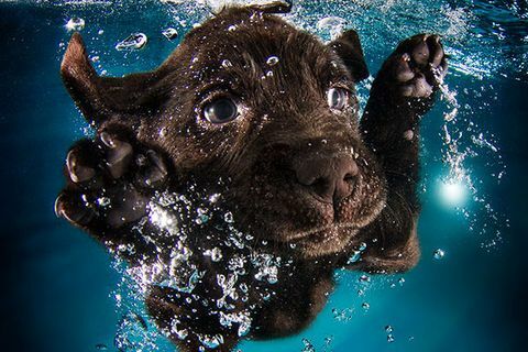 Underwater Puppies Skeptis Sweetie