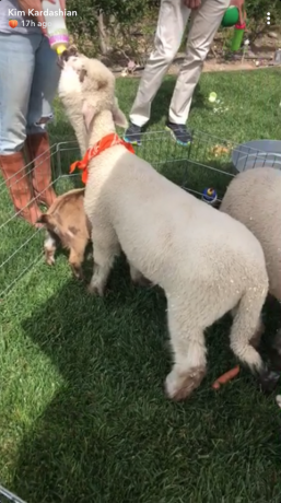 Mamífero, Vertebrado, Canídeos, Raça canina, Cão, Grama, Ovelha, Ovelha, Grupo esportivo, Carnívoro, 