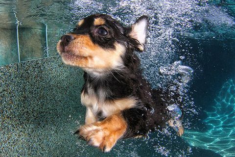 Anak Anjing Bawah Air yang Percaya Diri Manis