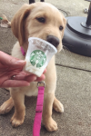 Starbucksilla on salainen menu koirille