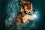 Seth Casteel Underwater Puppies