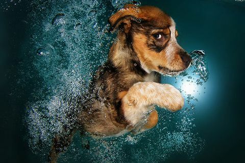 Anjing Coy Anjing Bawah Air