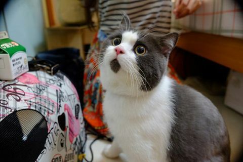 Vertebrado, Gatos pequeños a medianos, Carnívoros, Bigotes, Félidos, Gato, Hocico, Suministro de mascotas, Pelaje, Collar, 