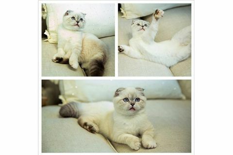 החתול של טיילור סוויפט אוליביה בנסון