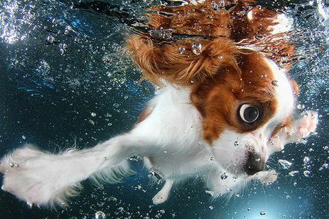 Zemūdens kucēni kautrīgs spaniels