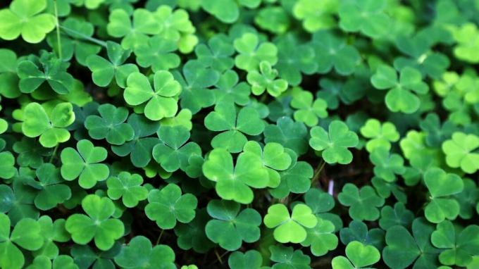 aperçu de 6 choses que vous devez savoir sur la Saint-Patrick