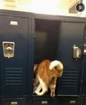 Тази котка току -що стана официален ученик в гимназията (сериозно!)