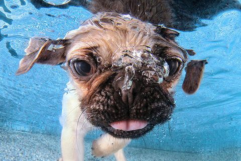 Appareil photo pour chiots sous-marins