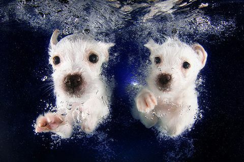 Onderwaterpuppy's Gesynchroniseerde zwemmers
