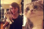 Taylor Swift Cat Meredith ničí Met Ball Dress