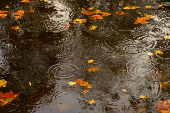 frunze plutind pe apă, Grand Canal Dublin în timpul ploii, cercurile de picături de ploaie