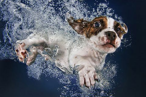 Underwater Puppies Camera HogSpokojny tłok